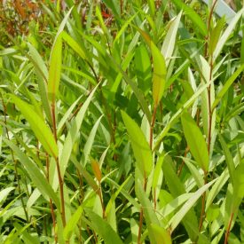   Gömbfűz (Salix fragilis 'Bullata') földlabdás csemete