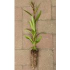 Gömbfűz (Salix fragilis 'Bullata') földlabdás csemete