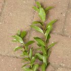 Mandulalevelű kosárfonó fűz (Salix triandra ’Black Hollander’) földlabdás csemete