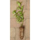 Mandulalevelű kosárfonó fűz (Salix triandra ’Black Hollander’) földlabdás csemete