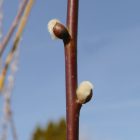 Adventi barkafűz (Salix × erdingeri 'Silberglanz') földlabdás csemete