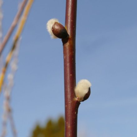 Adventi barkafűz (Salix × erdingeri 'Silberglanz') földlabdás csemete
