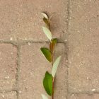 Adventi barkafűz (Salix × erdingeri 'Silberglanz') földlabdás csemete