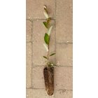 Adventi barkafűz (Salix × erdingeri 'Silberglanz') földlabdás csemete