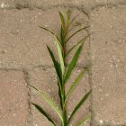 Homoktövislevelű fűz (Salix x mollissima var. hippophaefolia) földlabdás csemete