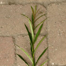   Homoktövislevelű fűz (Salix x mollissima var. hippophaefolia) földlabdás csemete