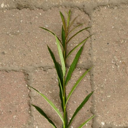 Homoktövislevelű fűz (Salix x mollissima var. hippophaefolia) földlabdás csemete