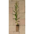 Homoktövislevelű fűz (Salix x mollissima var. hippophaefolia) földlabdás csemete