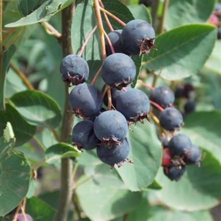 Fürtös fanyarka (Amelanchier spicata) konténeres csemete