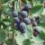 Fürtös fanyarka (Amelanchier spicata) konténeres csemete