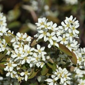   Szirti fanyarka (Amelanchier rotundifolia) konténeres csemete