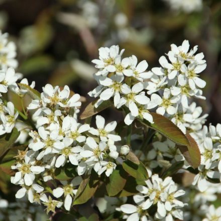 Szirti fanyarka (Amelanchier rotundifolia) konténeres csemete