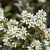 Szirti fanyarka (Amelanchier rotundifolia) konténeres csemete