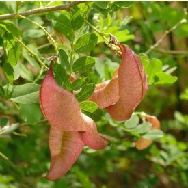 Pukkanó dudafürt (Colutea arborescens) konténeres csemete