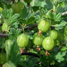   Köszméte, egres ’Invicta’ (Ribes uva-crispa) szabadgyökeres csemete