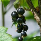 Fekete ribizli, ribiszke ’Dorottya’ (Ribes nigrum) szabadgyökeres csemete