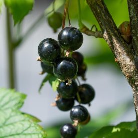   Fekete ribizli, ribiszke ’Dorottya’ (Ribes nigrum) szabadgyökeres csemete