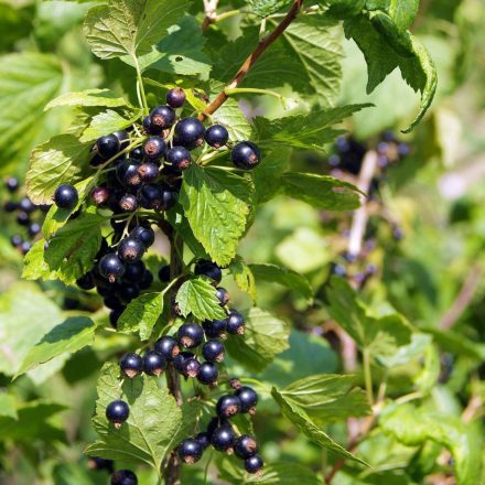 Fekete ribizli, ribiszke (Ribes nigrum) konténeres csemete