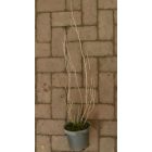 Fekete ribizli, ribiszke (Ribes nigrum) konténeres csemete