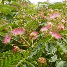Selyemakác (Albizia julibrissin) konténeres csemete