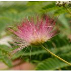 Selyemakác (Albizia julibrissin) konténeres csemete