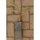 Selyemakác (Albizia julibrissin) konténeres csemete