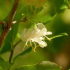 Illatos lonc (Lonicera fragrantissima) konténeres csemete