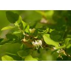 Illatos lonc (Lonicera fragrantissima) konténeres csemete