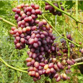   Szőlő ’Dunav’ (Vitis vinifera) szabadgyökeres oltvány