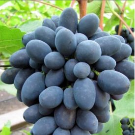   Szőlő ’Moldova’ (Vitis vinifera) szabadgyökeres oltvány