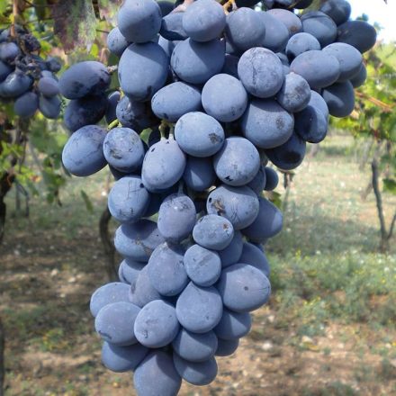 Szőlő ’Néró’ (Vitis vinifera) szabadgyökeres oltvány