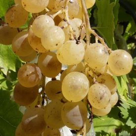   Szőlő ’Palatina’, Augusztusi muskotály (Vitis vinifera) szabadgyökeres oltvány