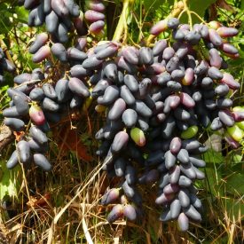   Szőlő ’Szuvenir’ (Vitis vinifera) szabadgyökeres oltvány