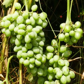   Szőlő ’Teréz’ (Vitis vinifera) szabadgyökeres oltvány