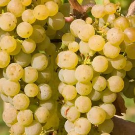   Szőlő ’Zalagyöngye’ (Vitis vinifera) szabadgyökeres oltvány