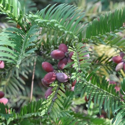 Mandzsu áltiszafa (Cephalotaxus harringtonia) konténeres csemete
