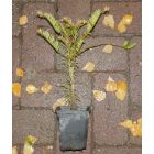 Mandzsu áltiszafa (Cephalotaxus harringtonia) konténeres csemete