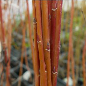   Vörösvesszőjű fehér fűz (Salix alba 'Britzensis') földlabdás csemete