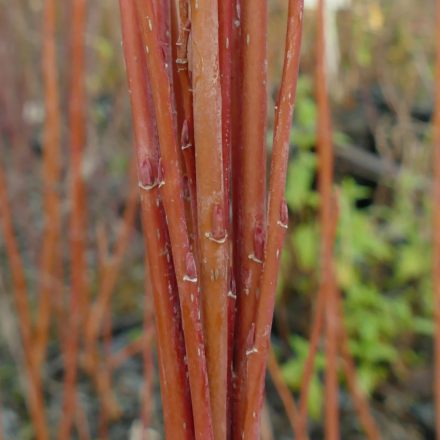 Lángfűz (Salix 'Flame') földlabdás csemete