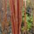 Lángfűz (Salix 'Flame') földlabdás csemete