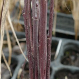 Magyar fűz (Salix x hungarica) földlabdás csemete