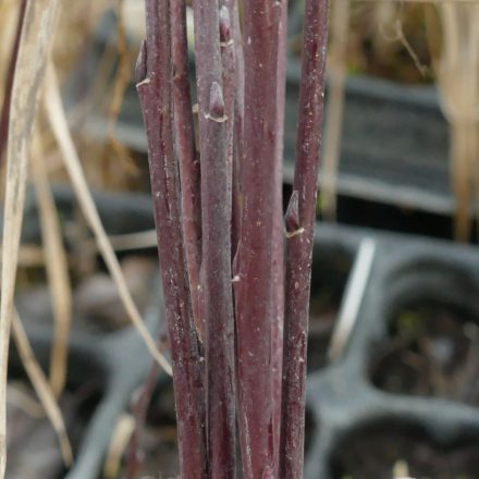 Magyar fűz (Salix x hungarica) földlabdás csemete