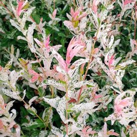   Tarka levelű japán fűz (Salix integra 'Hakuro-nishiki') földlabdás csemete