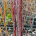 Tarka levelű japán fűz (Salix integra 'Hakuro-nishiki') földlabdás csemete