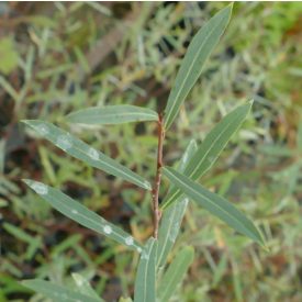   Bíbor csigolyafűz (Salix purpurea 'Nancy Saunders') földlabdás csemete