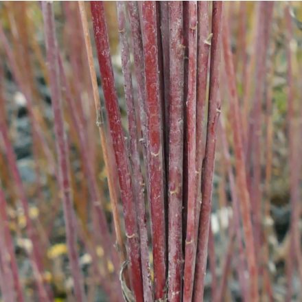 Bíbor csigolyafűz (Salix purpurea 'Nancy Saunders') földlabdás csemete