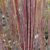 Bíbor csigolyafűz (Salix purpurea 'Nancy Saunders') földlabdás csemete
