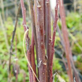   Keskenylevelű cinegefűz (Salix rosmarinifolia) földlabdás csemete