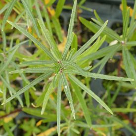   Keskenylevelű cinegefűz (Salix rosmarinifolia) földlabdás csemete