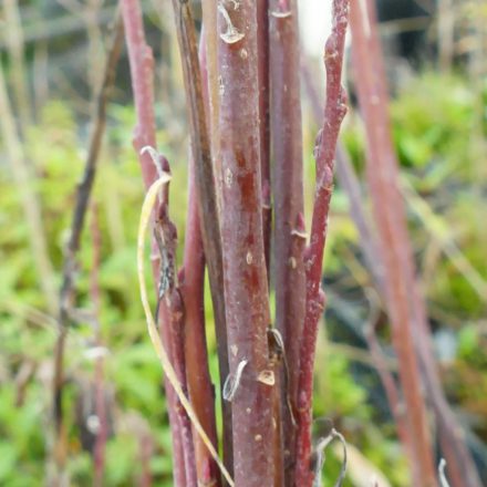 Keskenylevelű cinegefűz (Salix rosmarinifolia) földlabdás csemete